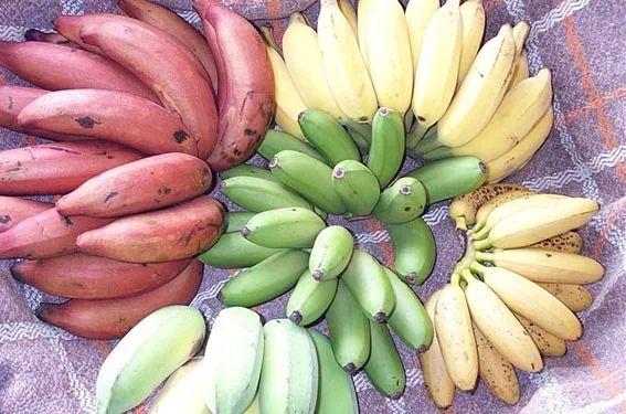 水果趣知识；最长的黄瓜、最大的草莓及最大的香蕉